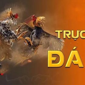 Đá Gà 33win Có Nên Tin tưởng Cá Cực Online