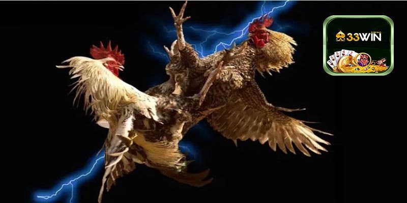 Khi Chơi Đá Gà 33win Bạn Cần Làm gì